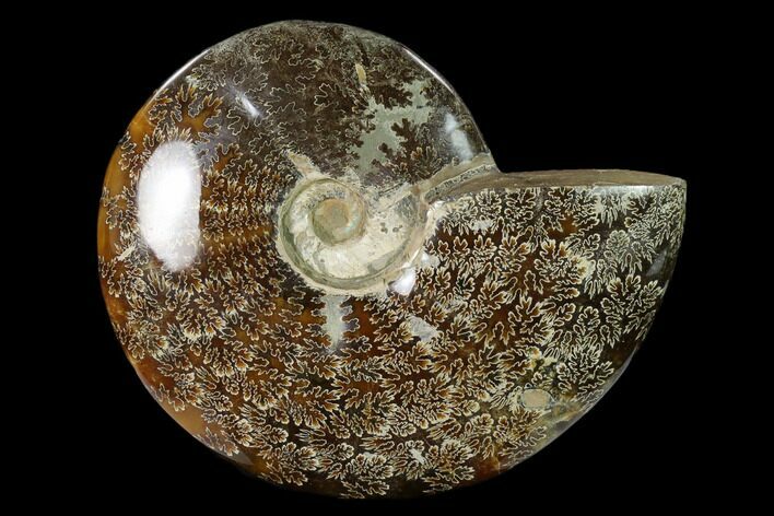 Polished, Agatized Ammonite (Cleoniceras) - Madagascar #149169